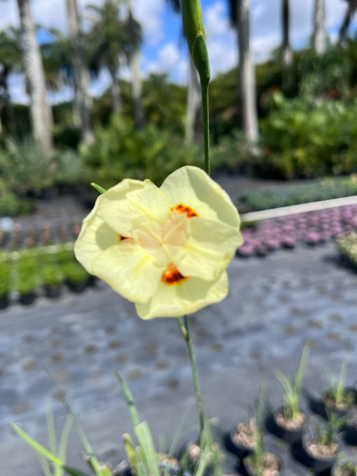 Stunning African Iris (Dietes bicolor) - Hardy Perennial with Yellow Blooms for