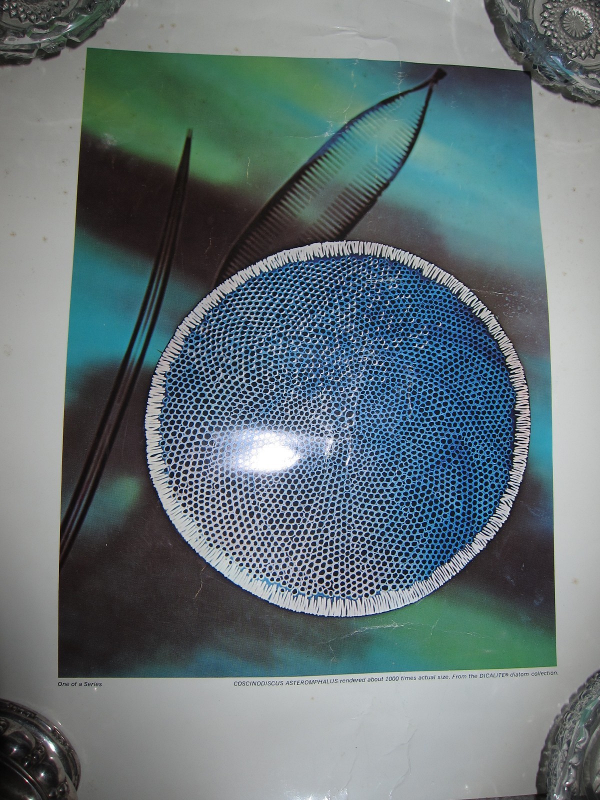 3 vtg photo prints, Dicalite Diatom collection 1000x microscope images, 11 x 14