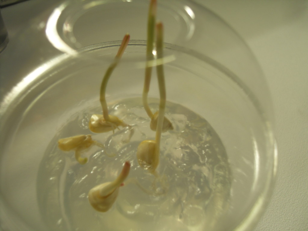EASY,FUN & PRETTY SEED GERMINATION ON CLEAR GEL 32 oz