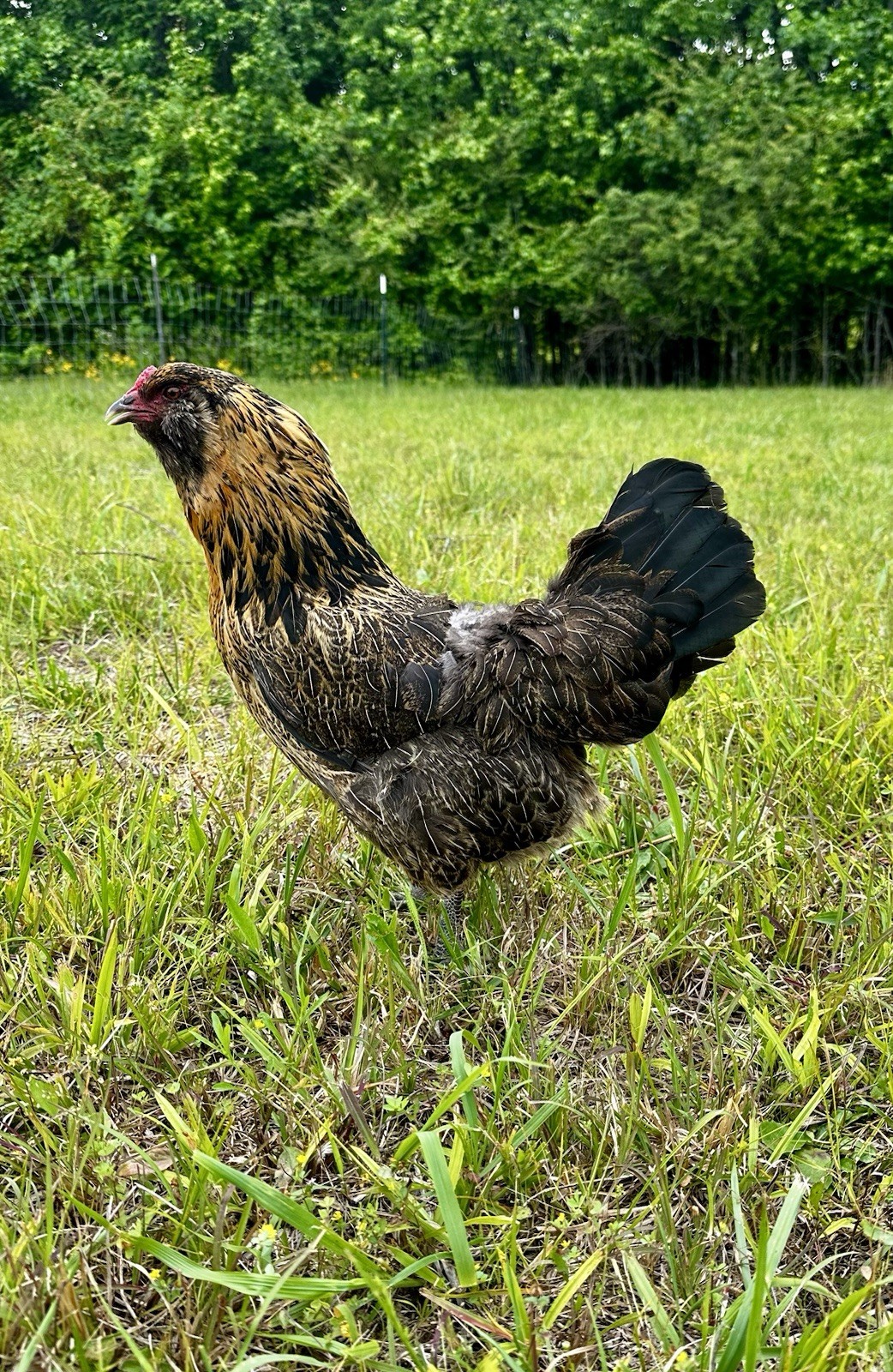 (12) Easter Egger Hatching Eggs