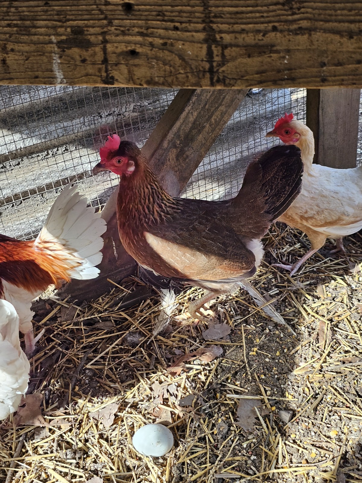 12 Old English Bantams