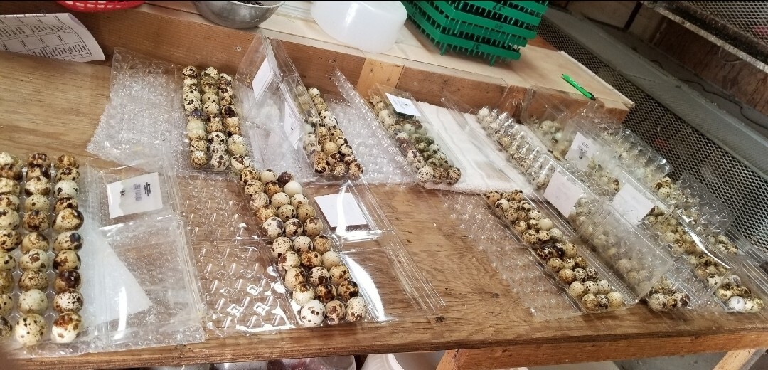 50 + Jumbo Texas A&M Coturnix Quail Hatching Eggs