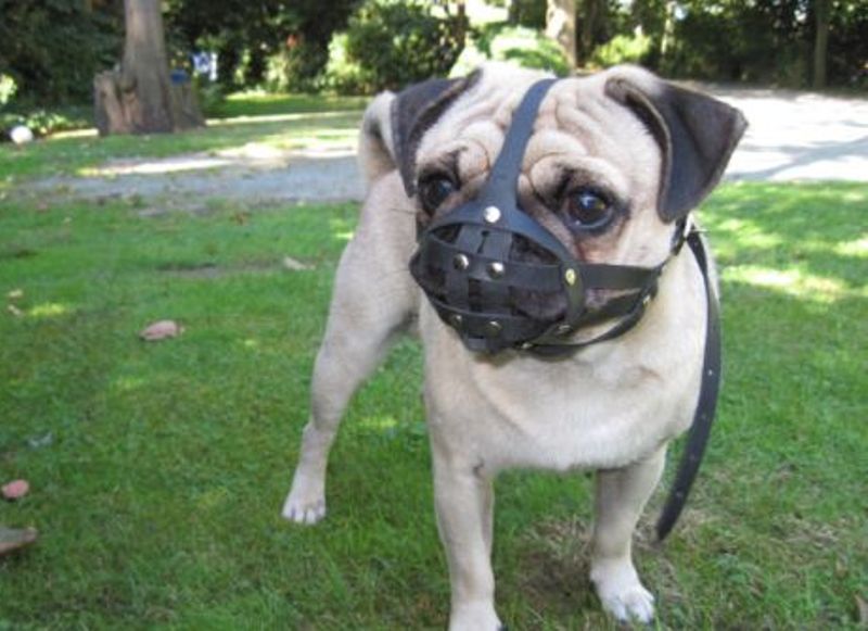 Leather Dog Muzzle | Pug & other flat faced short snout dogs | Durable Material