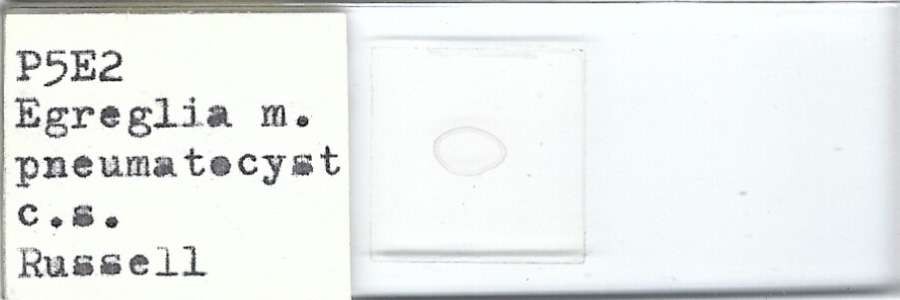 Feather Boa Kelp Egregia menziesii pneumatocyst c.s. Microscope Slide