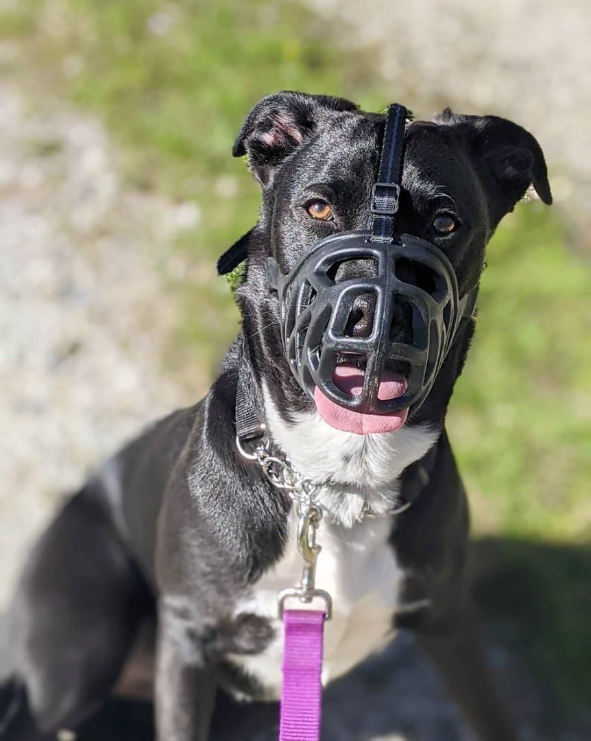 Durable Dog Muzzle for Training - Breathable Basket Style for Comfortable Wear