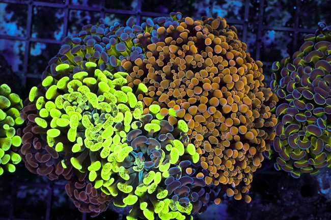 LG Hammer Garden Colony WYSIWYG - SAQ Coral Farm