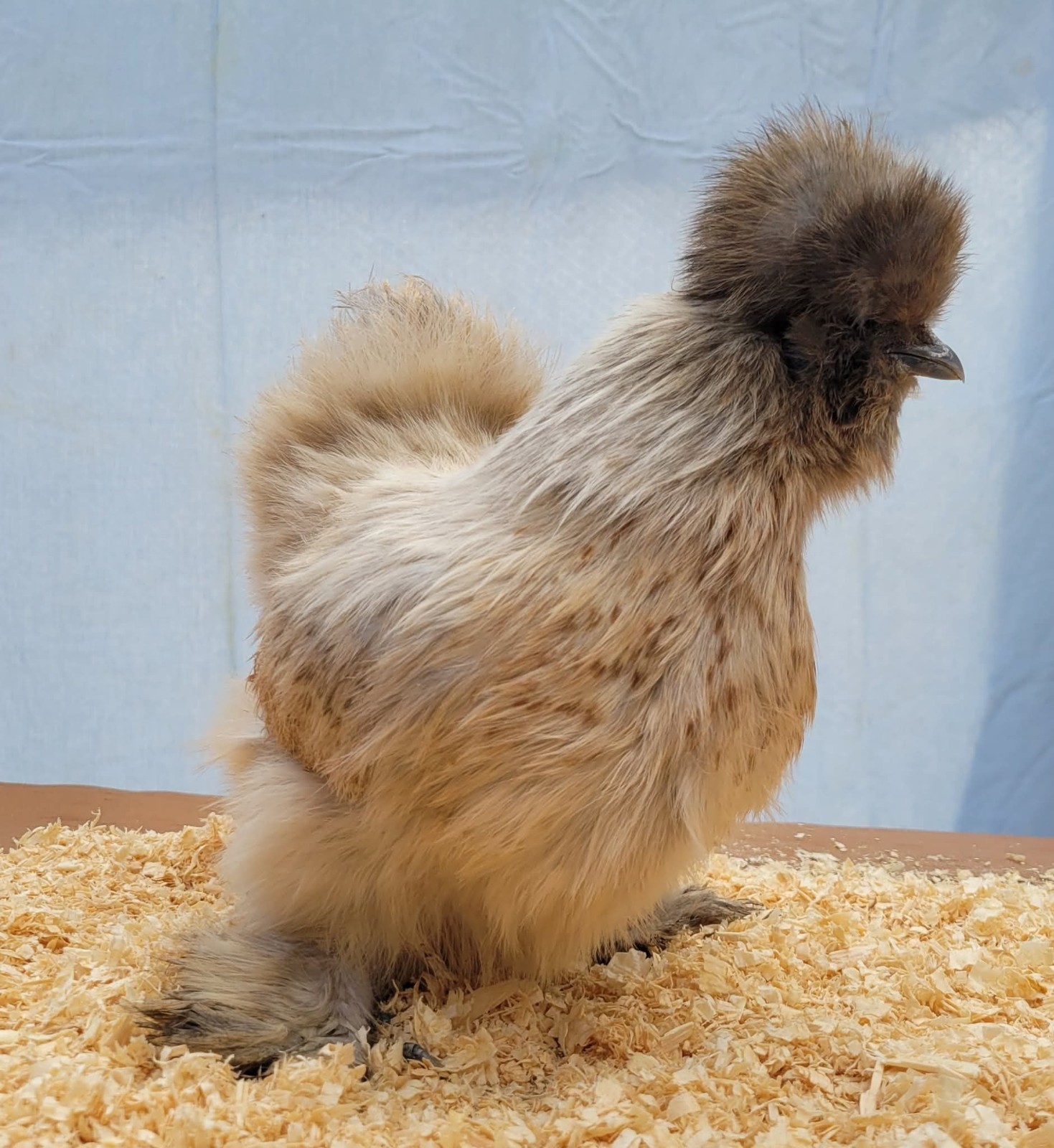 12 Silkie Hatching Eggs Npip