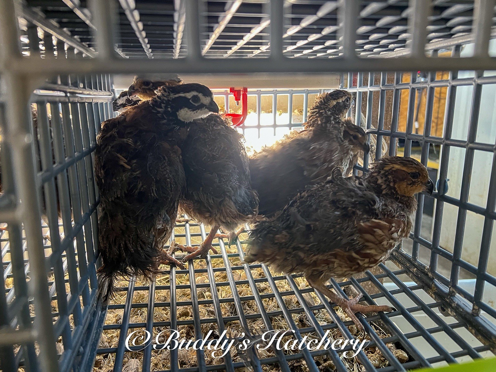 20++Georgia Giant Bobwhite Quail Fertile Hatching Eggs