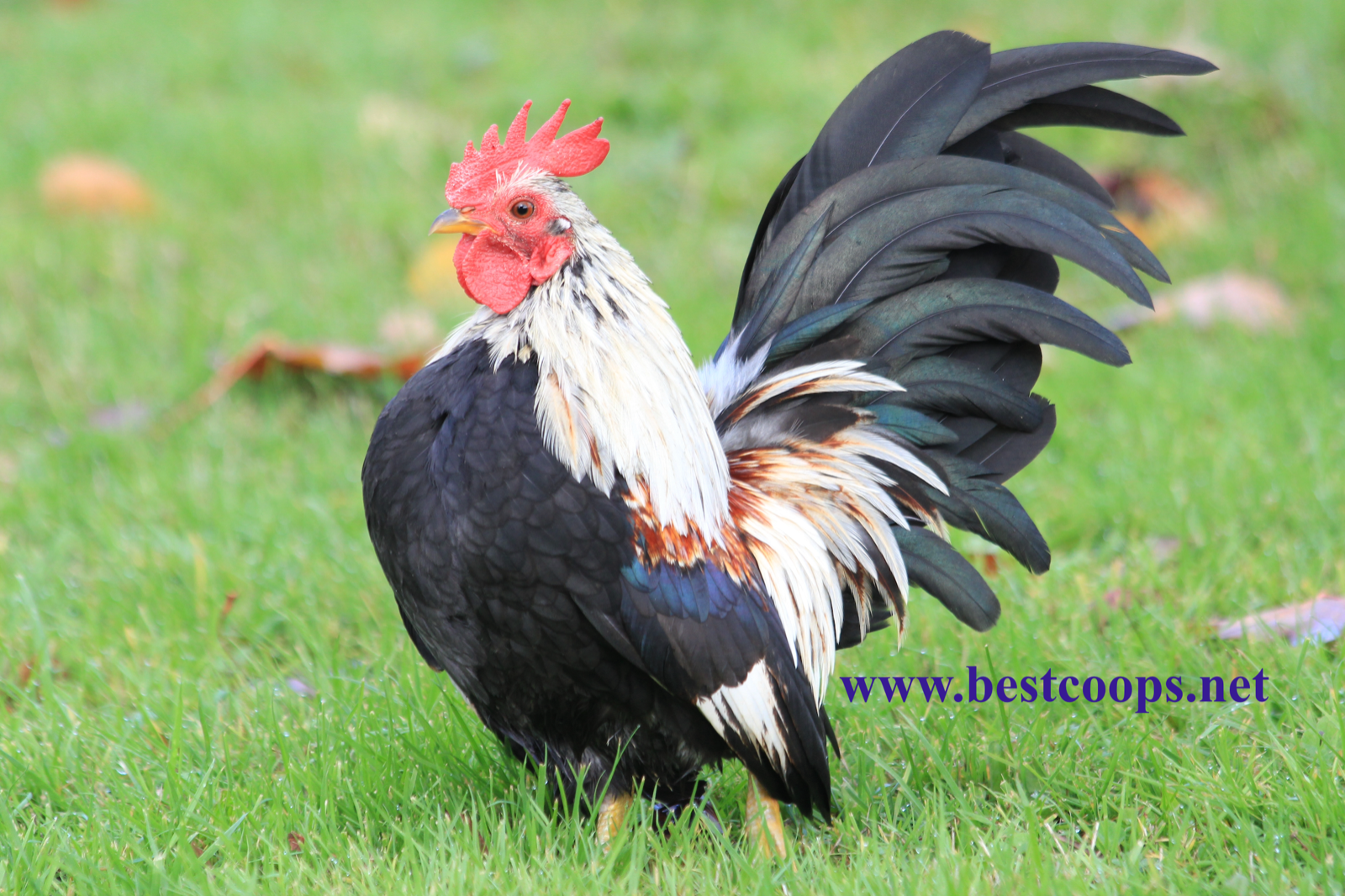 4+ Fertile Show Quality Serama Chicken Hatching Eggs