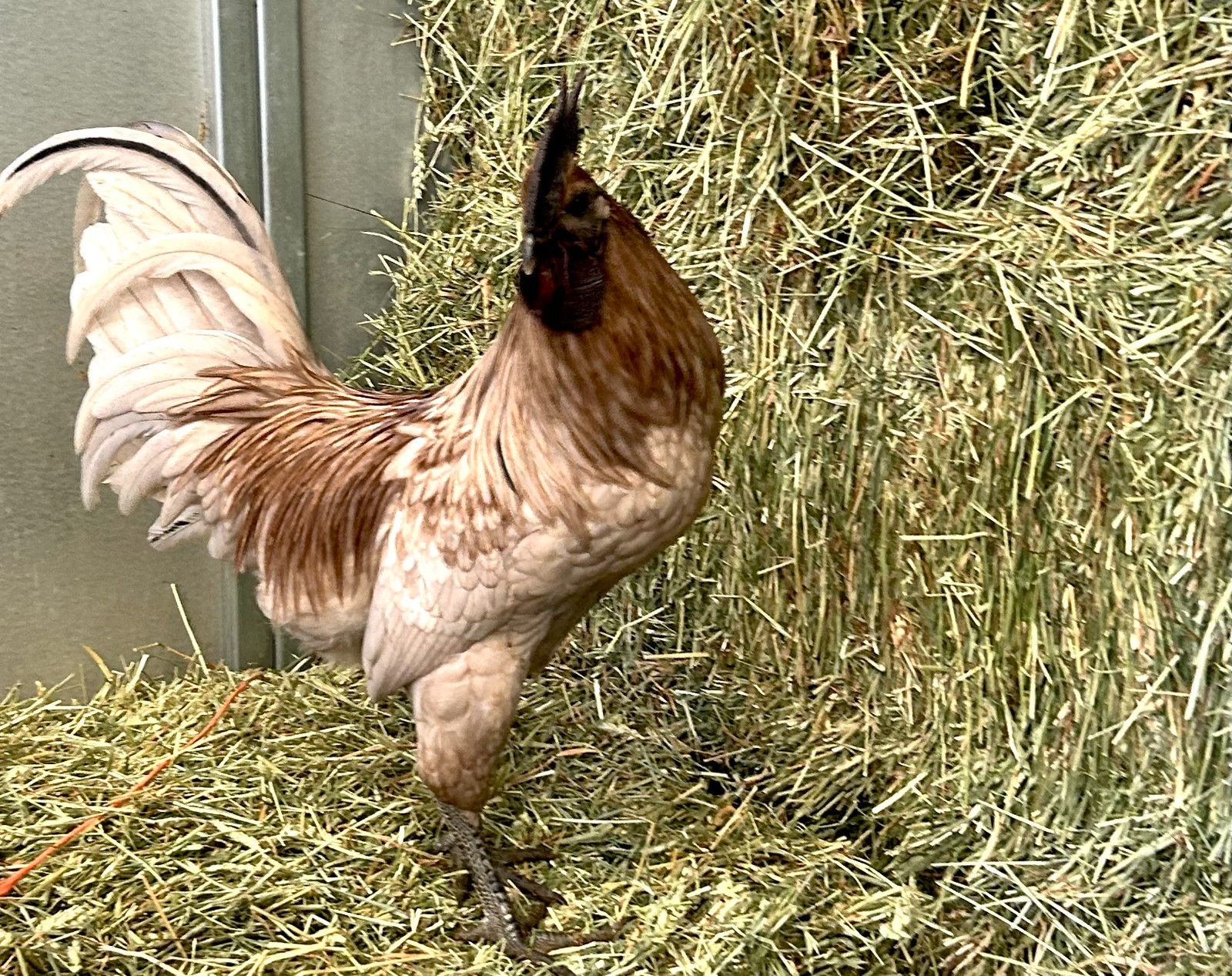 ZOMBIE Hatching Eggs (6) from TBHFarm