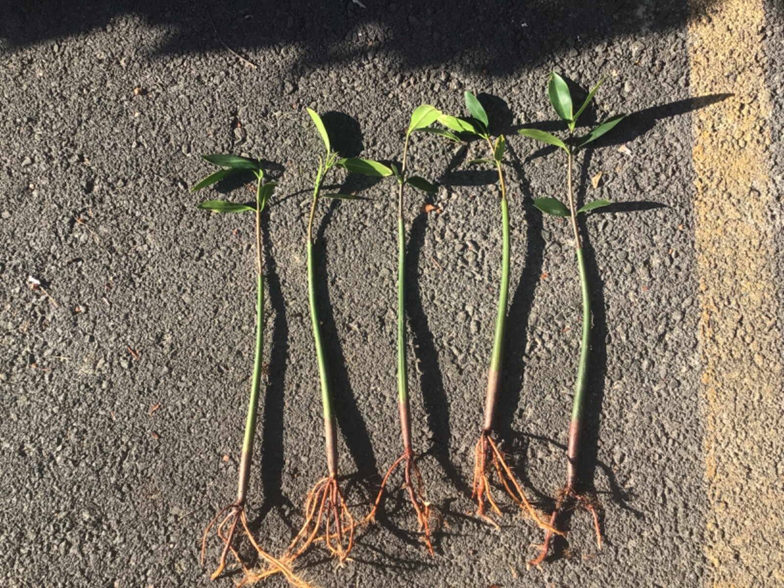 100 RED MANGROVE AQUARIUM FISH PLANTS 12-14 inches each*FREE SHIPPING