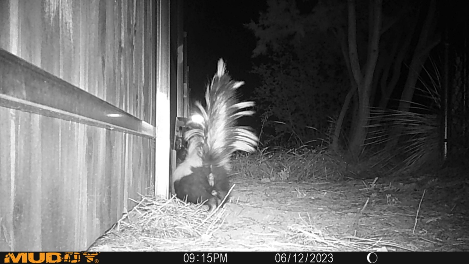 Spray Proof Skunk trap , Opossum, Squirrel, Feral Cat | Ztraps Best Features A+