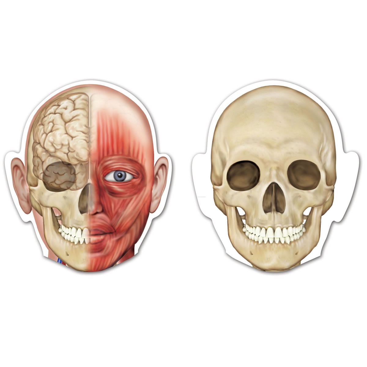 Learning Resources Double-Sided Magnetic Human Body