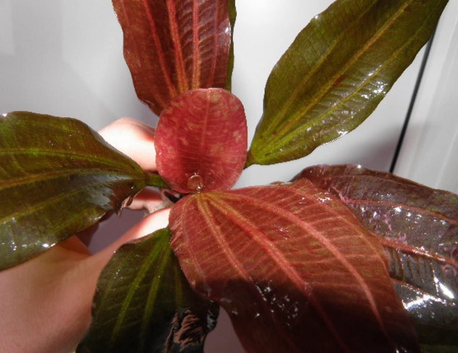 Amazon Sword Echinodorus (Red Pearl) Small