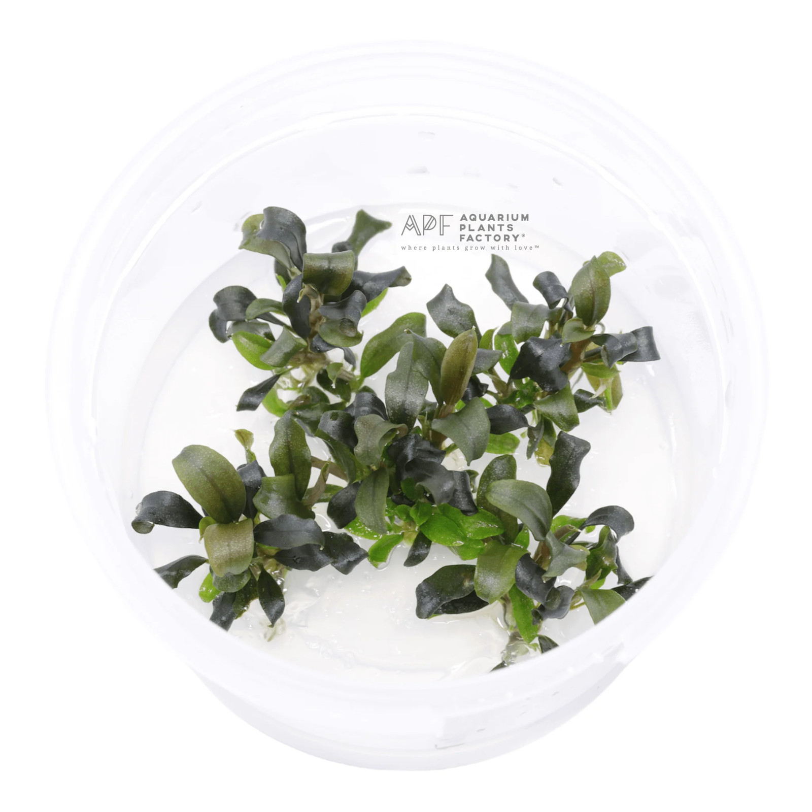 Bucephalandra Brownie Ghost Tissue Culture | Aquarium Plants Factory®