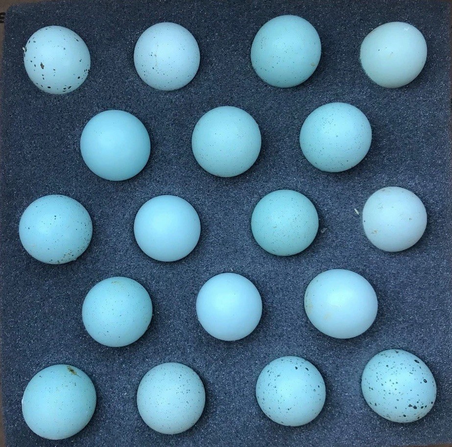 12 Celadon Blue Coturnix Quail Hatching Eggs - 100% BLUE