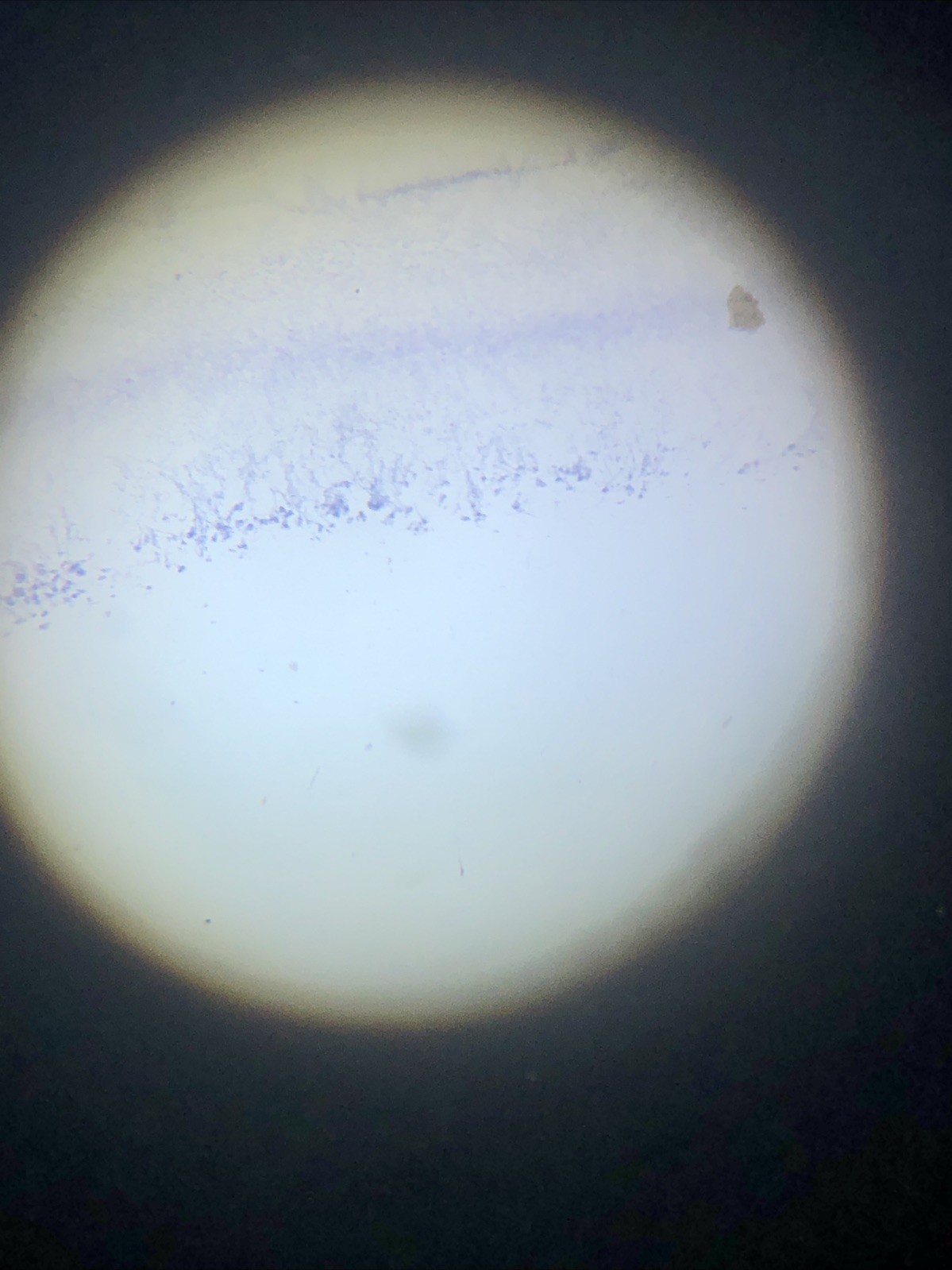 IQCrew Amscope TELMU Inverted Microscope