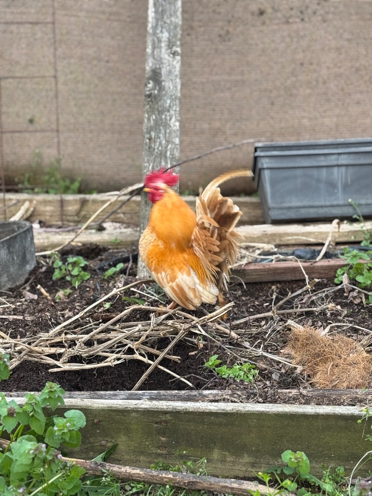 10 + small Serama Chicken Hatching Eggs