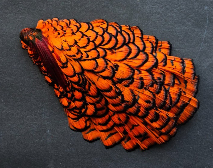 Lady Amherst Cape. Fly Tying Feather.  Color; Orange.. Grade "AA"