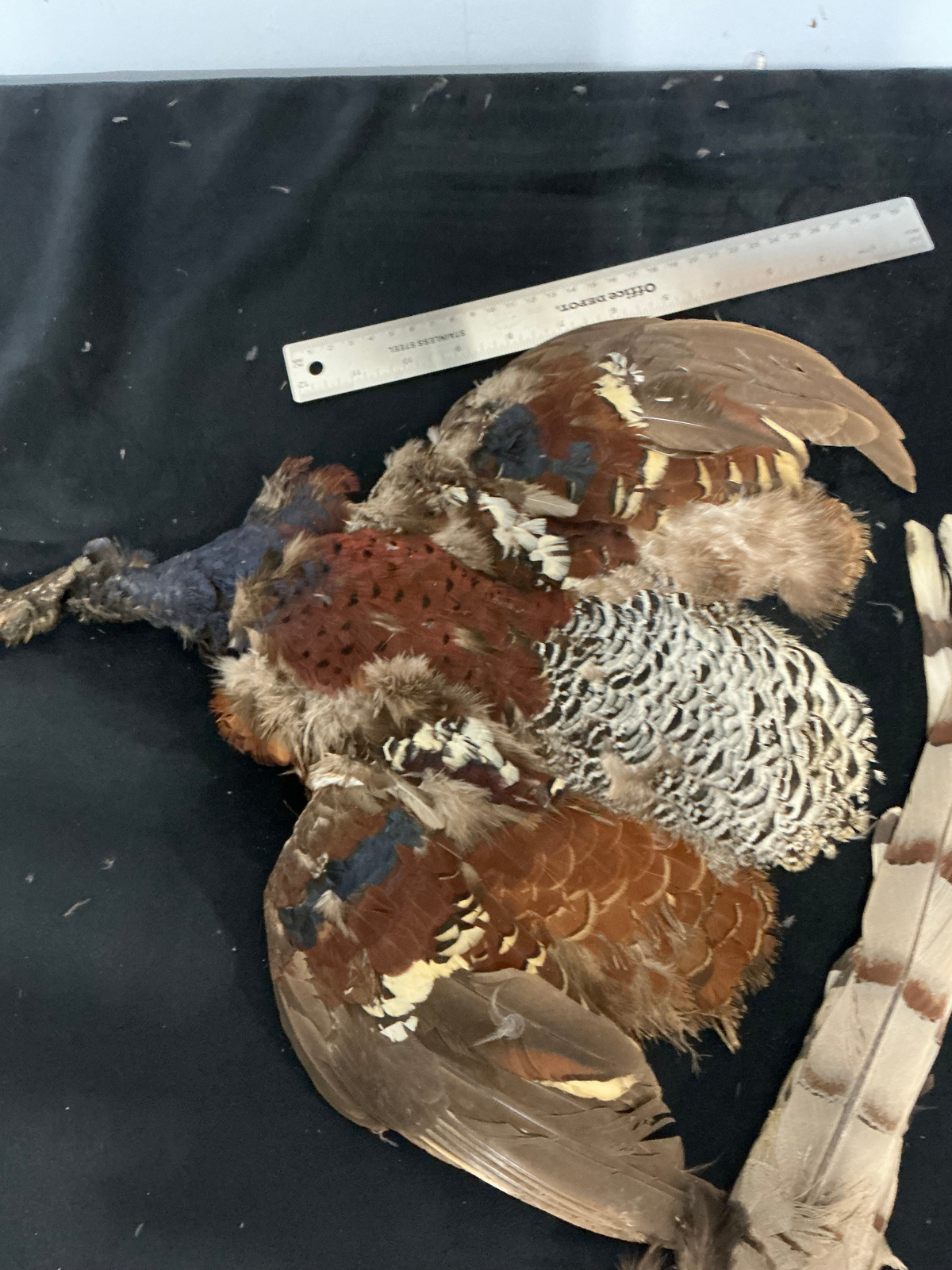 Copper Pheasant bird skin