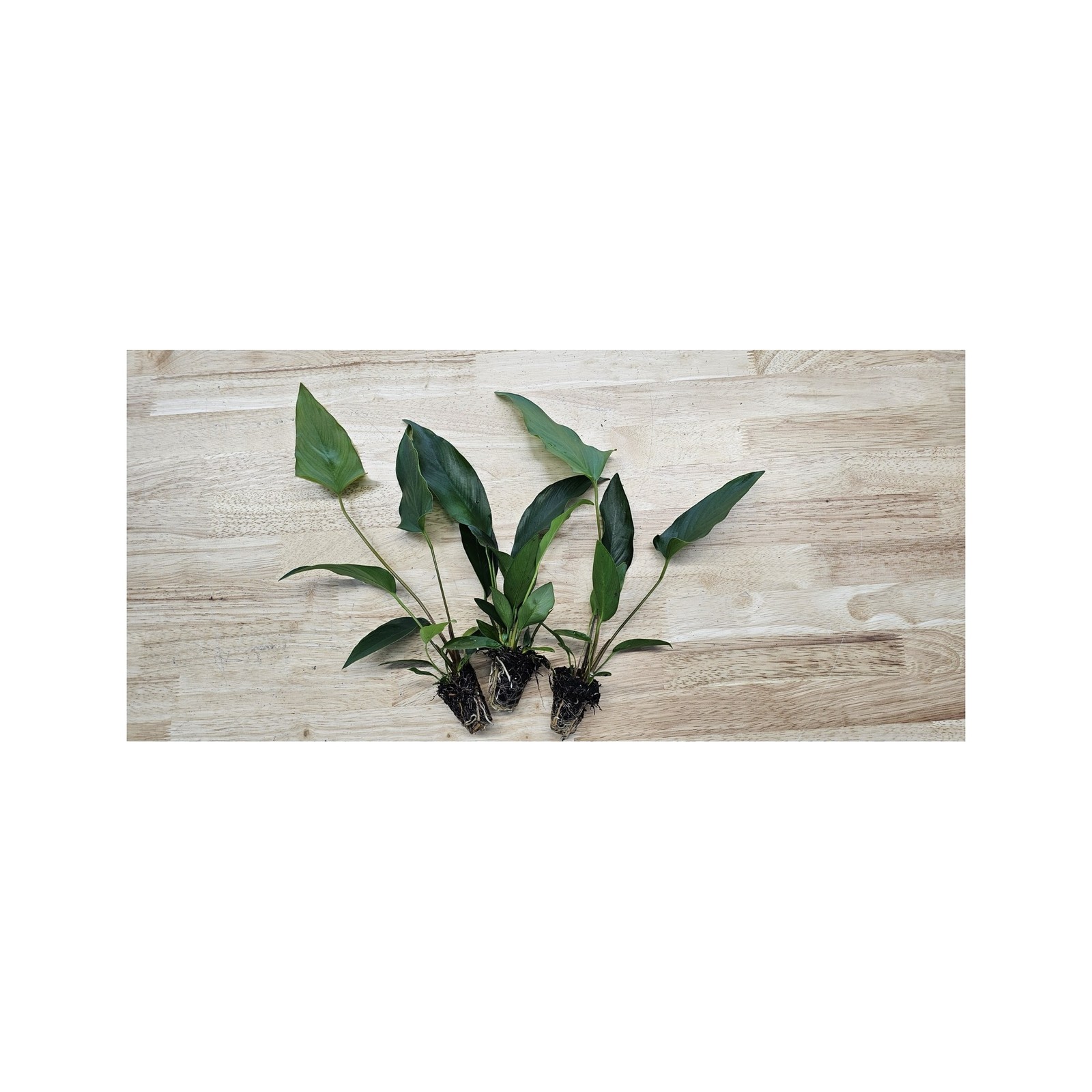 Anubias Starter Bundle (3-Pack) – Medium to Large Live Aquarium Plants