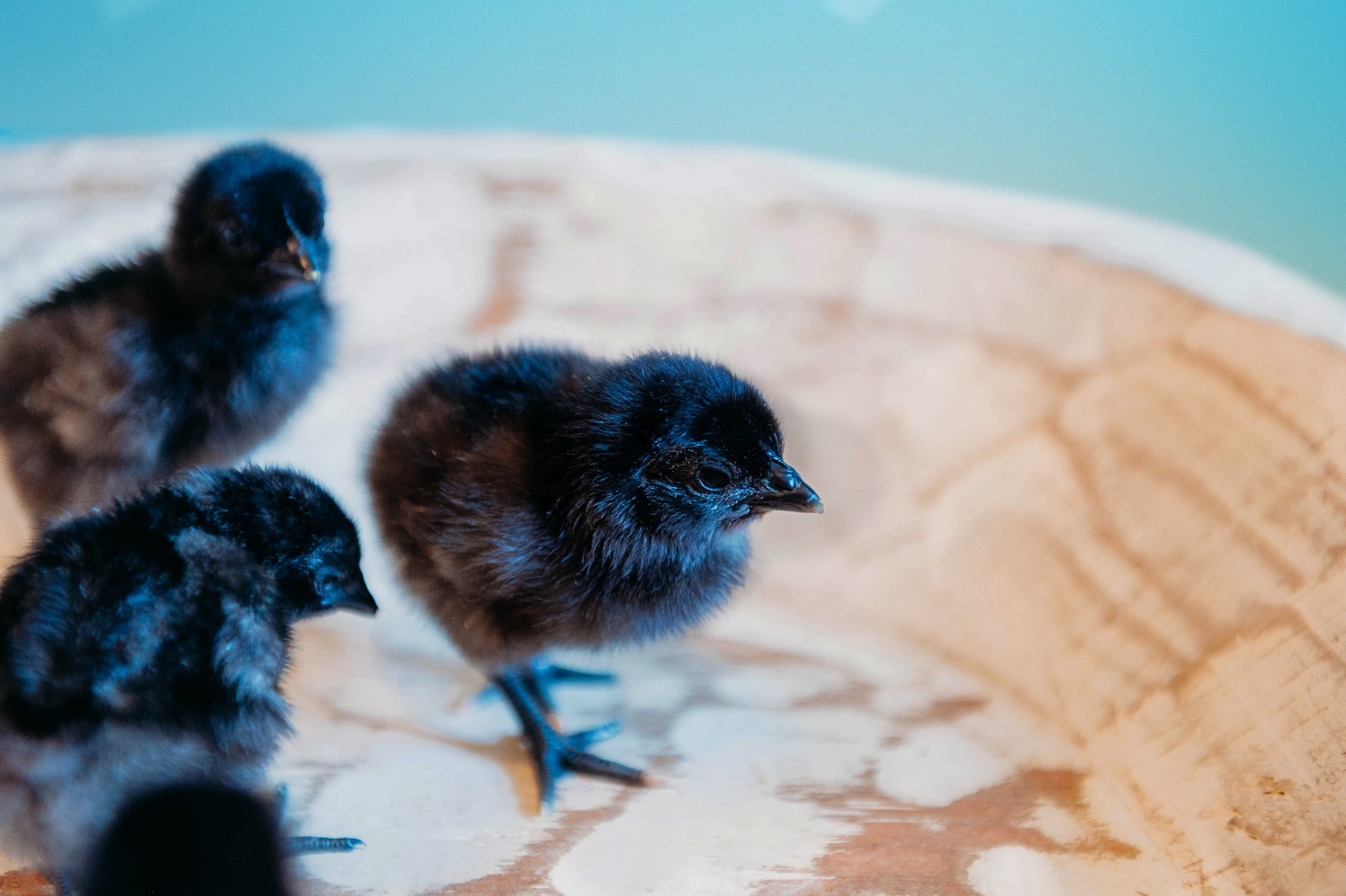 5 + 1 FREE Ayam Cemani Chicken Hatching Eggs | Happy Hatching!