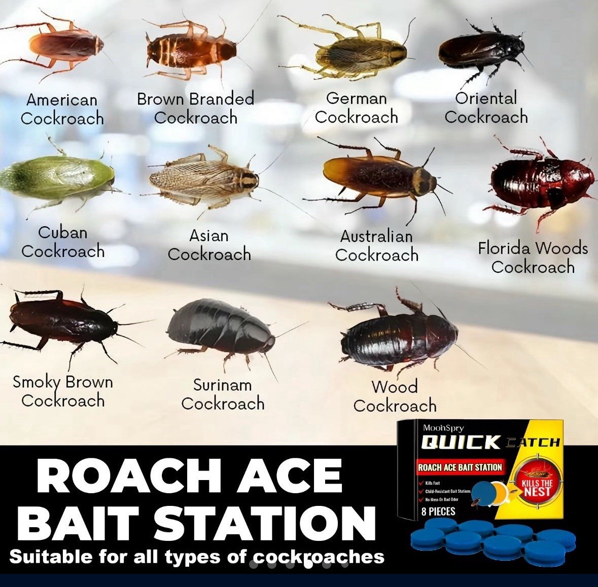 Home Protect Home Safe Clean Indoor Roach Cockroach Clean