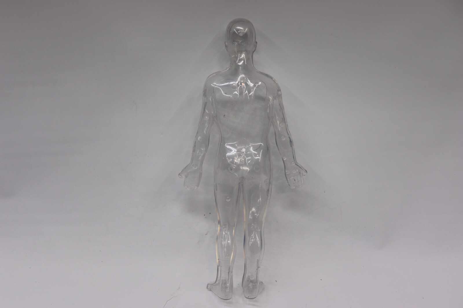 Human Body Educational Clear Plastic Anatomy Body 13" Tall Parts