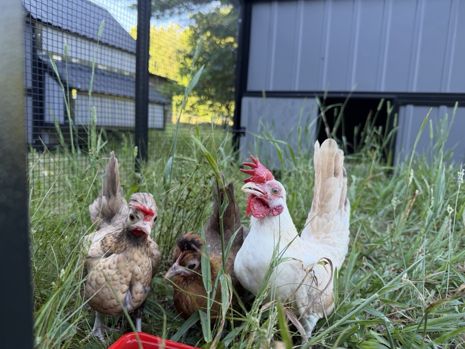 6 Kikiriki Hatching Eggs 🐣 Tiny Chickens From Puerto Rico
