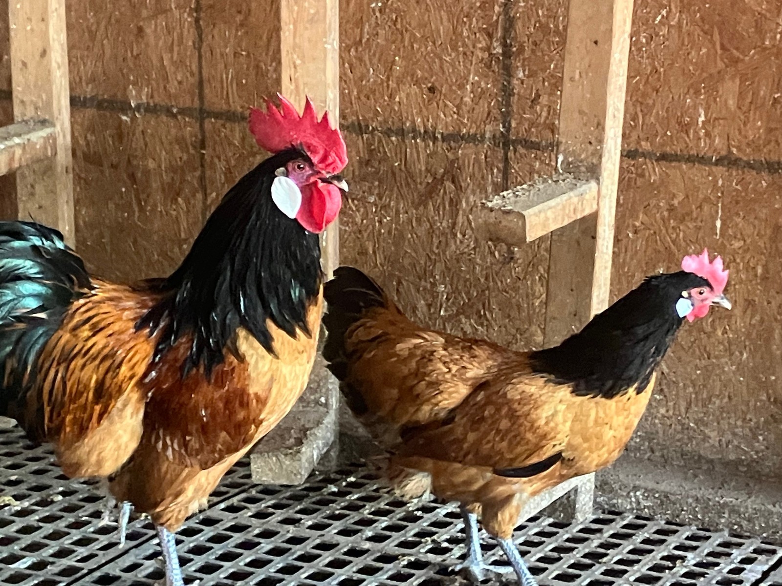 5 vorwerk hatching eggs