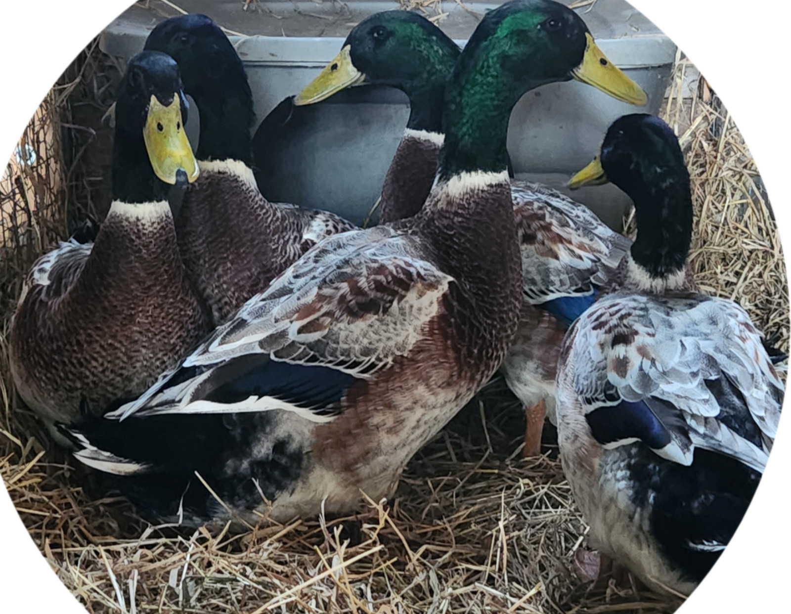 6++ Organically raised Welsh Harlequin Hatching Eggs. NPIP cert. 35-0909
