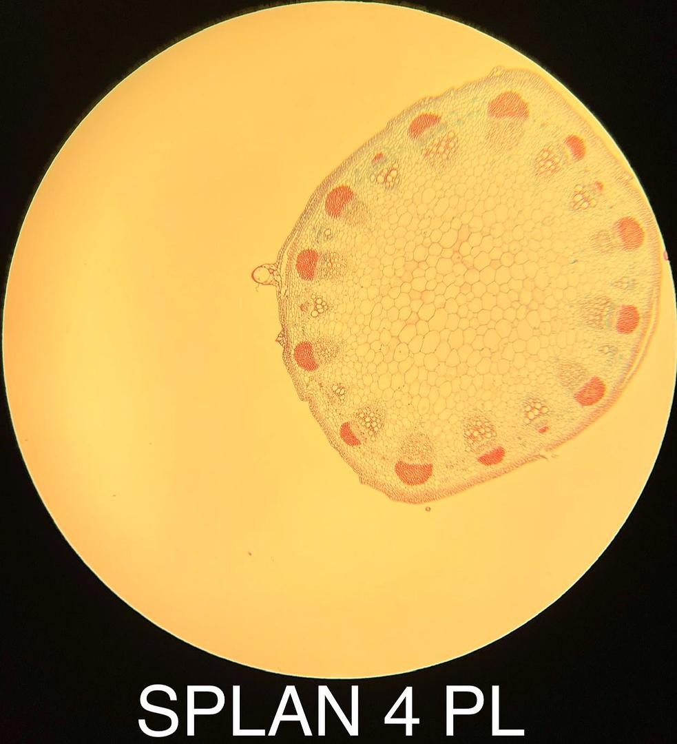 Olympus 1-LP124 SPLAN 4 PL 4x Phase Contrast Microscope Objective