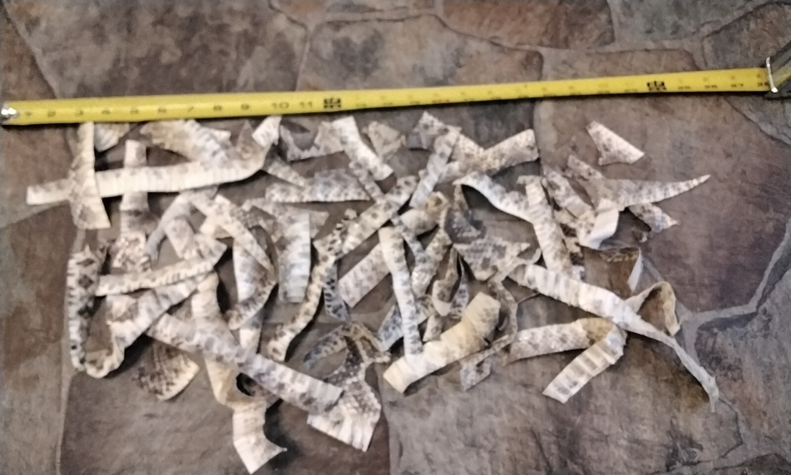 Diamondback Rattlesnake Skin  PIece's Tanned For 1 Sandwich Bag Full Over 1 Ounc