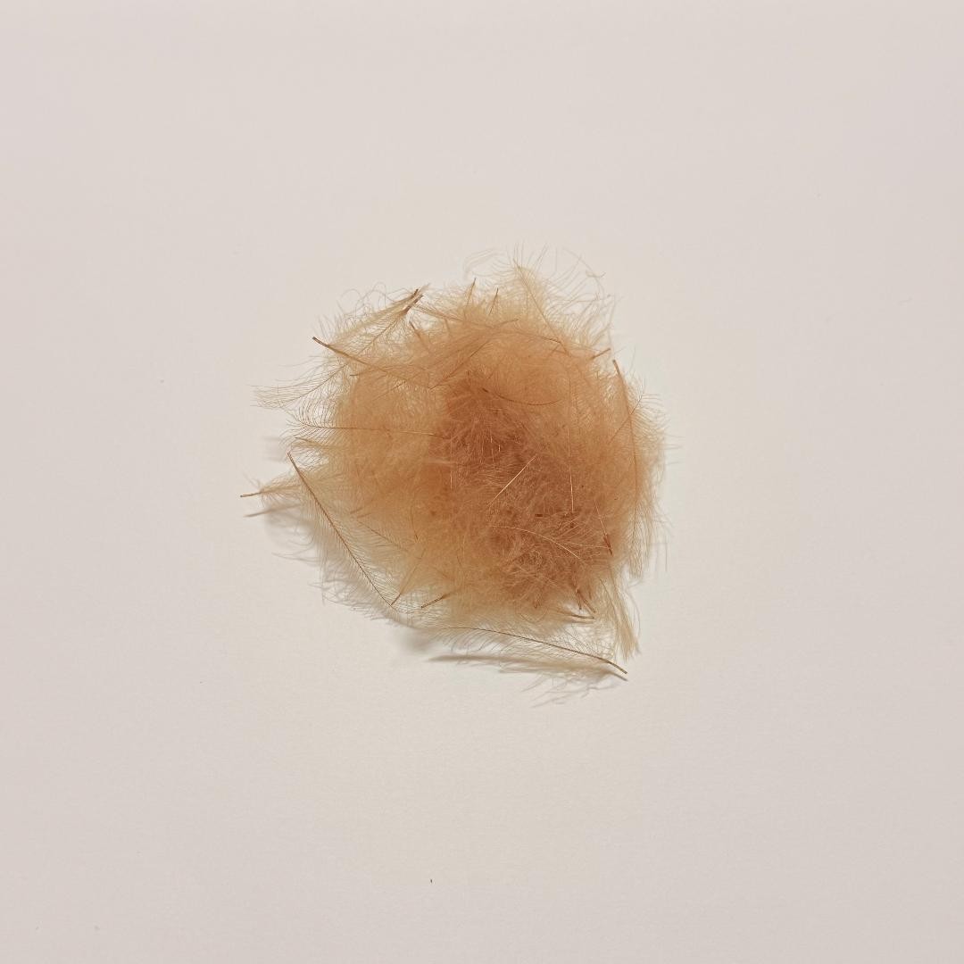 Caddis Tan Color CDC Feathers  1 Gram Bags