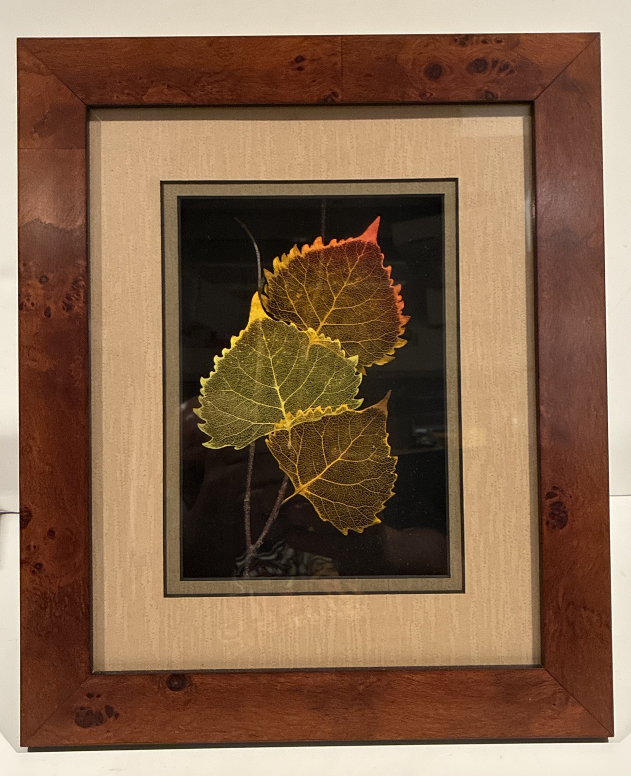 Booker Morey Leaf Lines Cottonwood Shadowbox Numbered 8x10