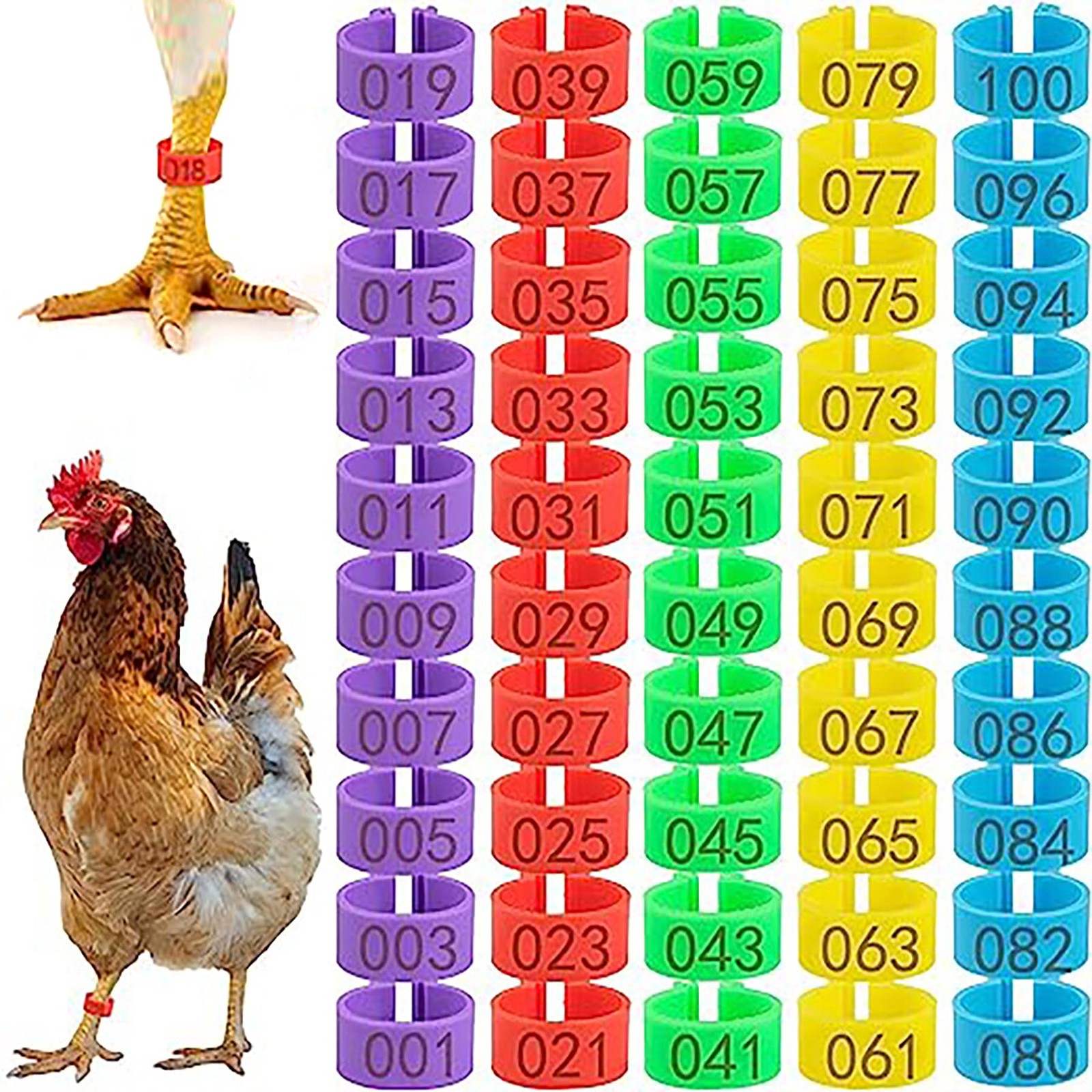 CougZed 100 Pcs Chicken Leg Bands - 16mm Colorful Numbered 16mm, Multi