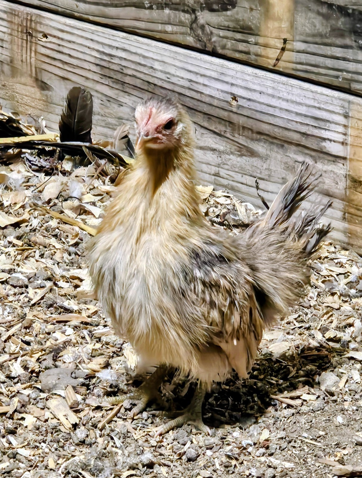 Kikiriki/Serama Mixed Hatching Eggs 12++