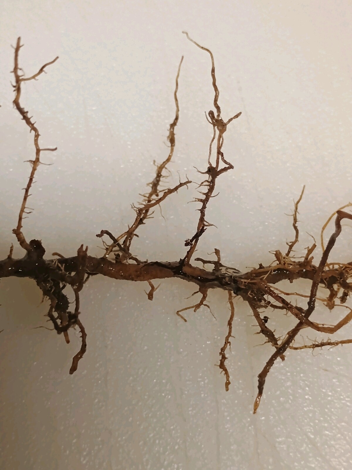 3 Bamboo Roots 3" Starter Plant It Now All Season Ultra Fast Tiki Vivax Ez Grow