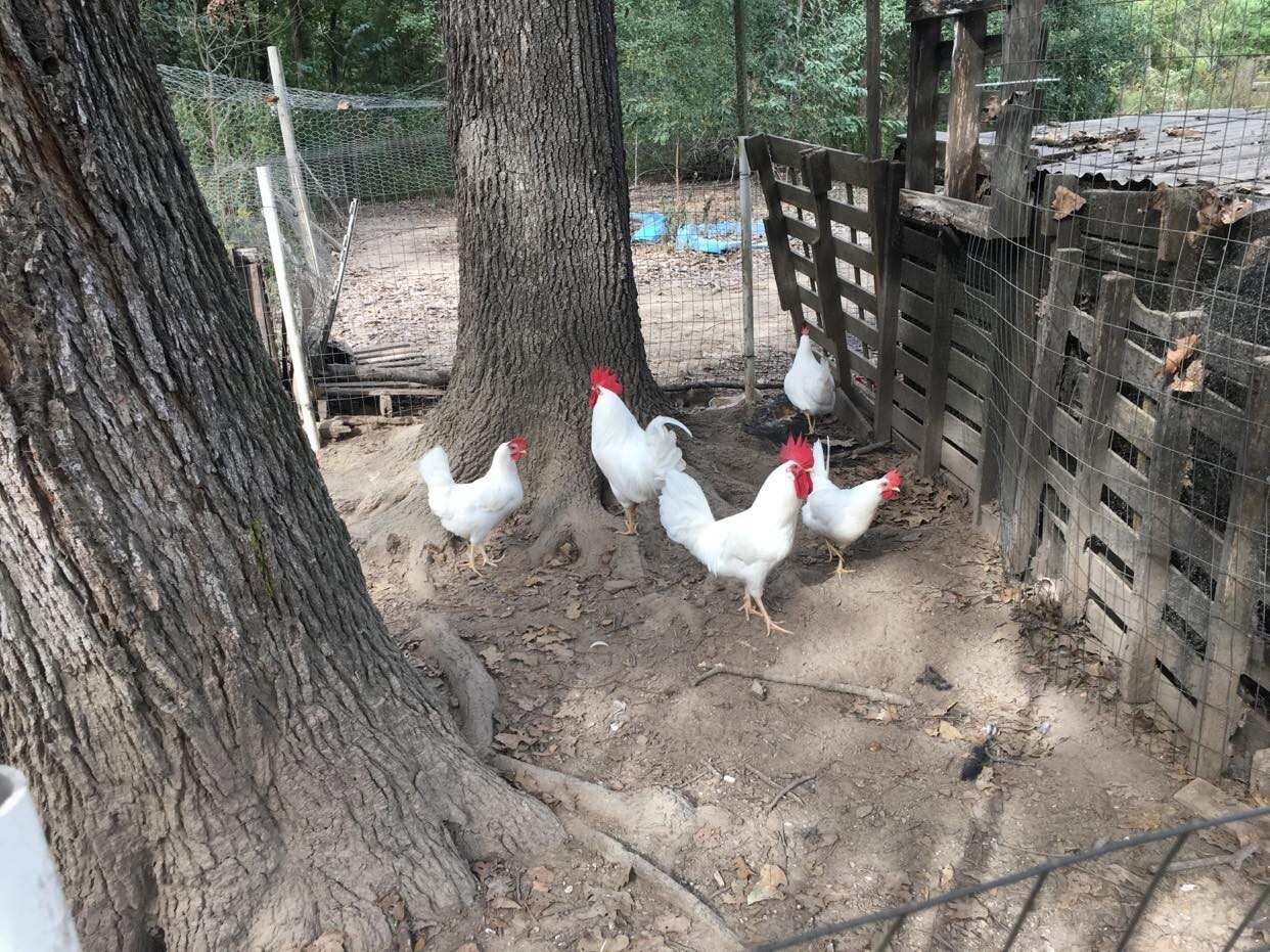 10ct Leghorn Hatching Eggs