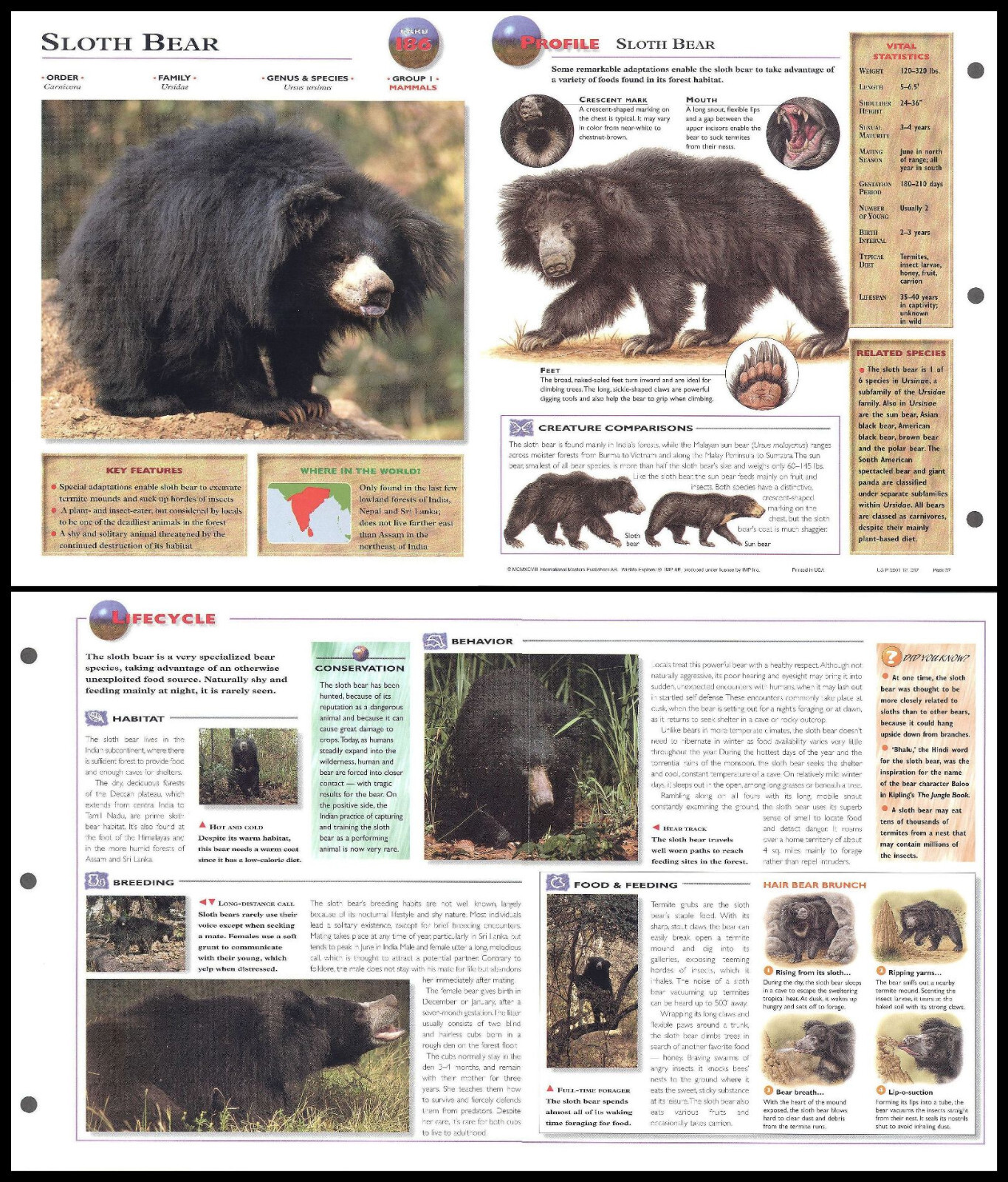 Fold-Out Sheet - Sloth Bear - 186
