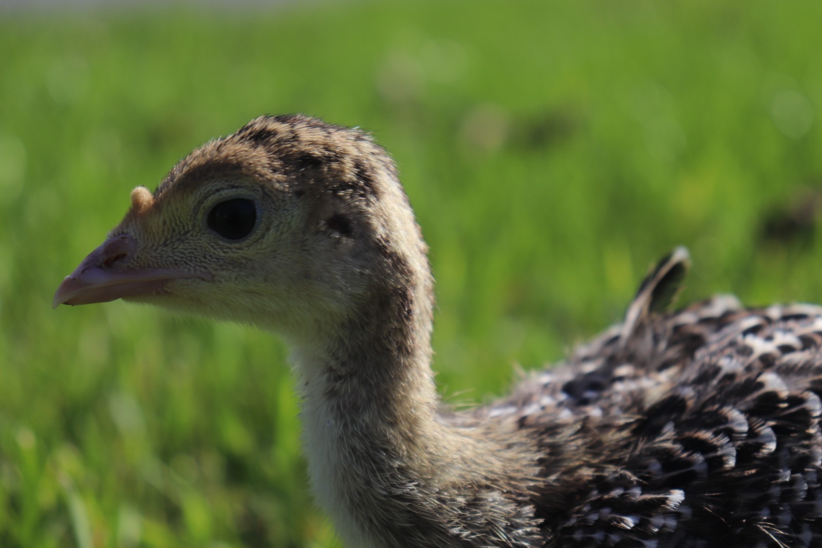 12 Narragansett Turkey Hatching Eggs Laying Now