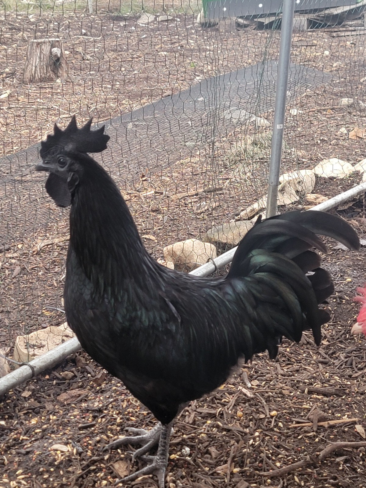 6 Pure Ayam Cemani chicken fertile hatching eggs - VERY RARE