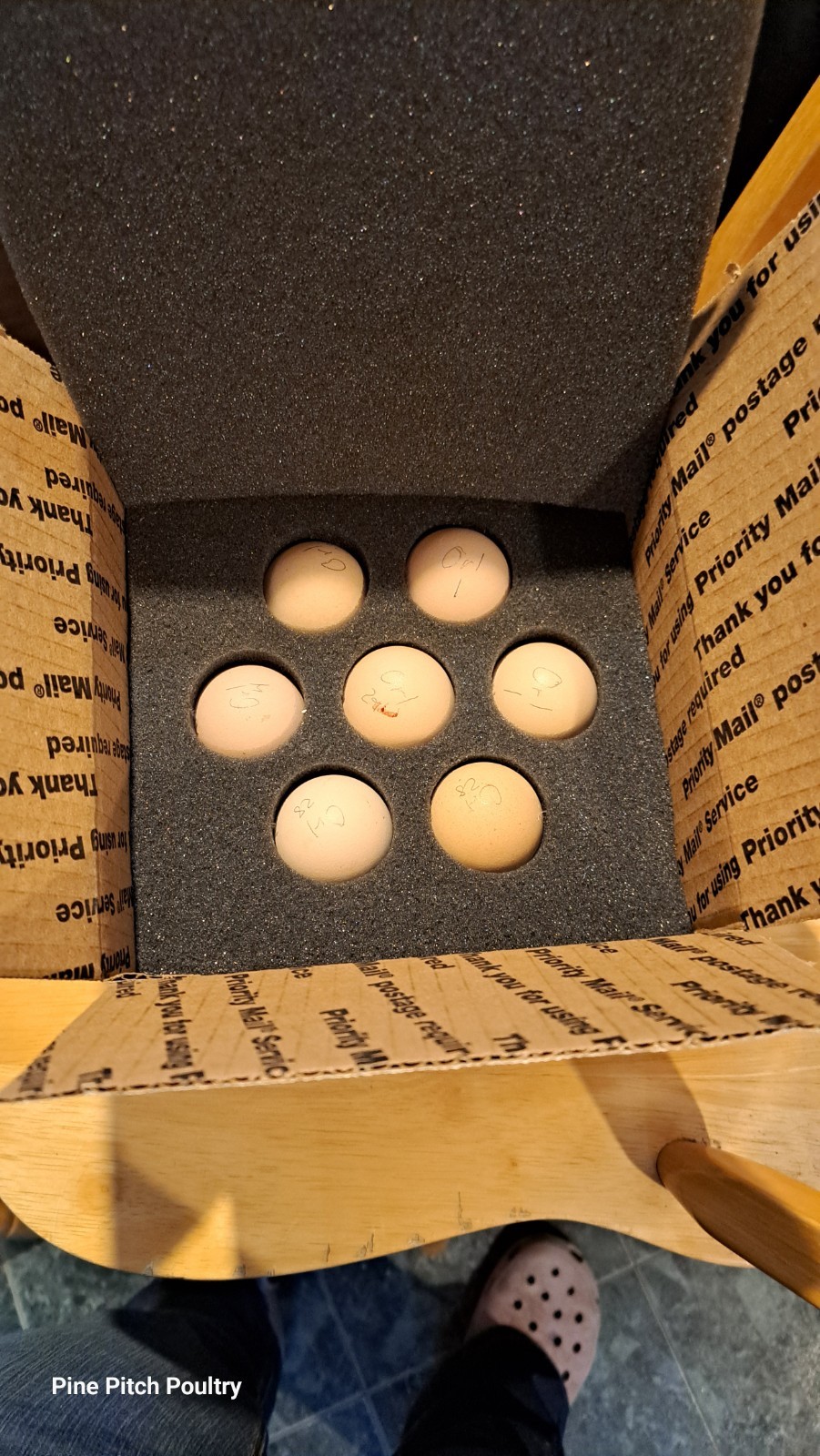 12 Silkie Hatching Eggs Npip