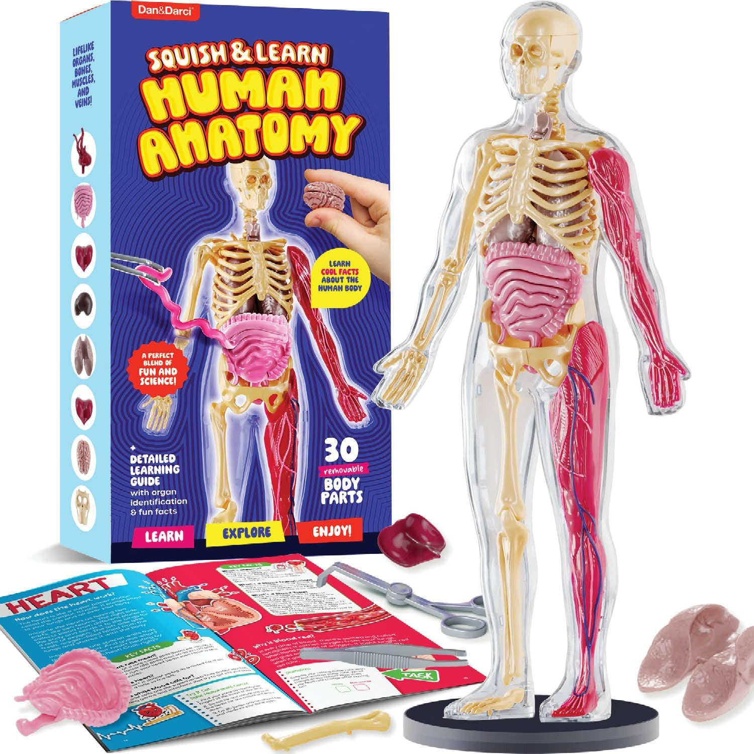 Human Anatomy Squishy Body Model - STEM Science Kits for Kids Ages 4-8 | STEM To