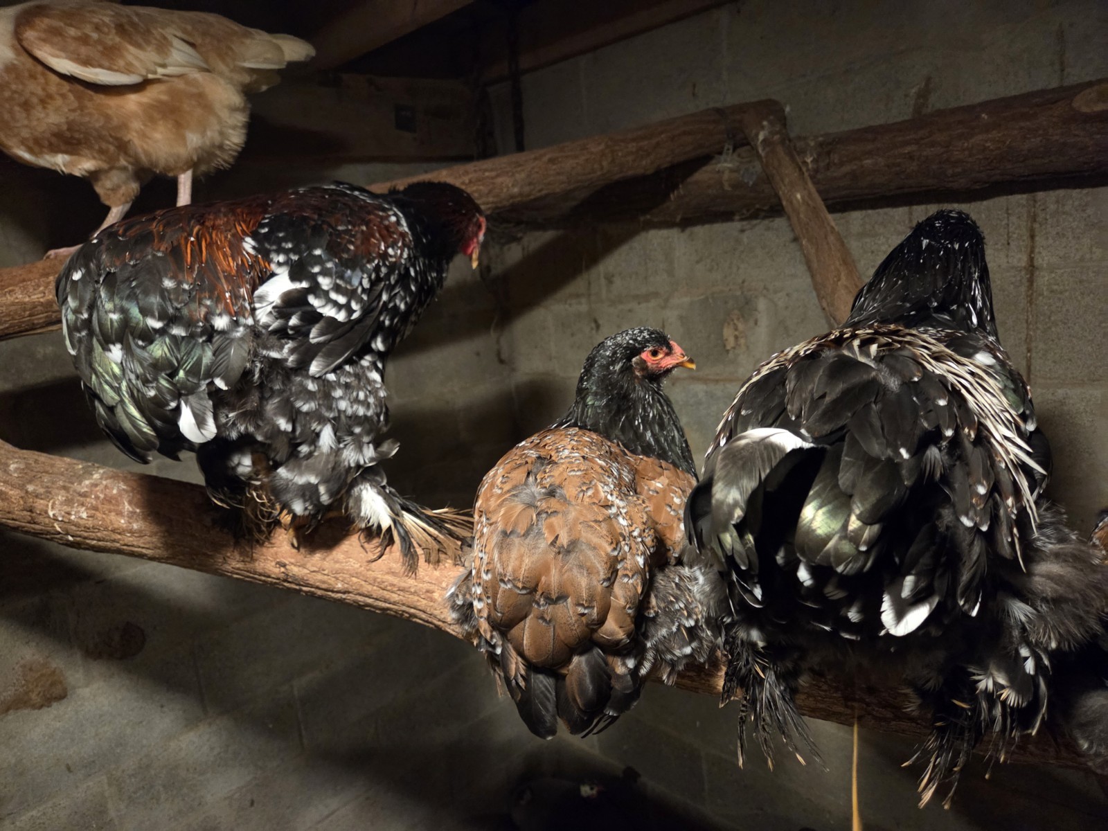 Brahma chicken hatching eggs (10 +2)
