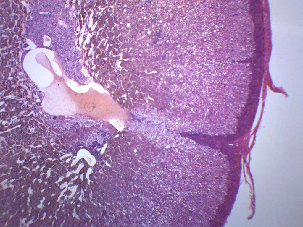 Adrenal Gland - Prepared Microscope Slide - 75x25mm - Eisco Labs
