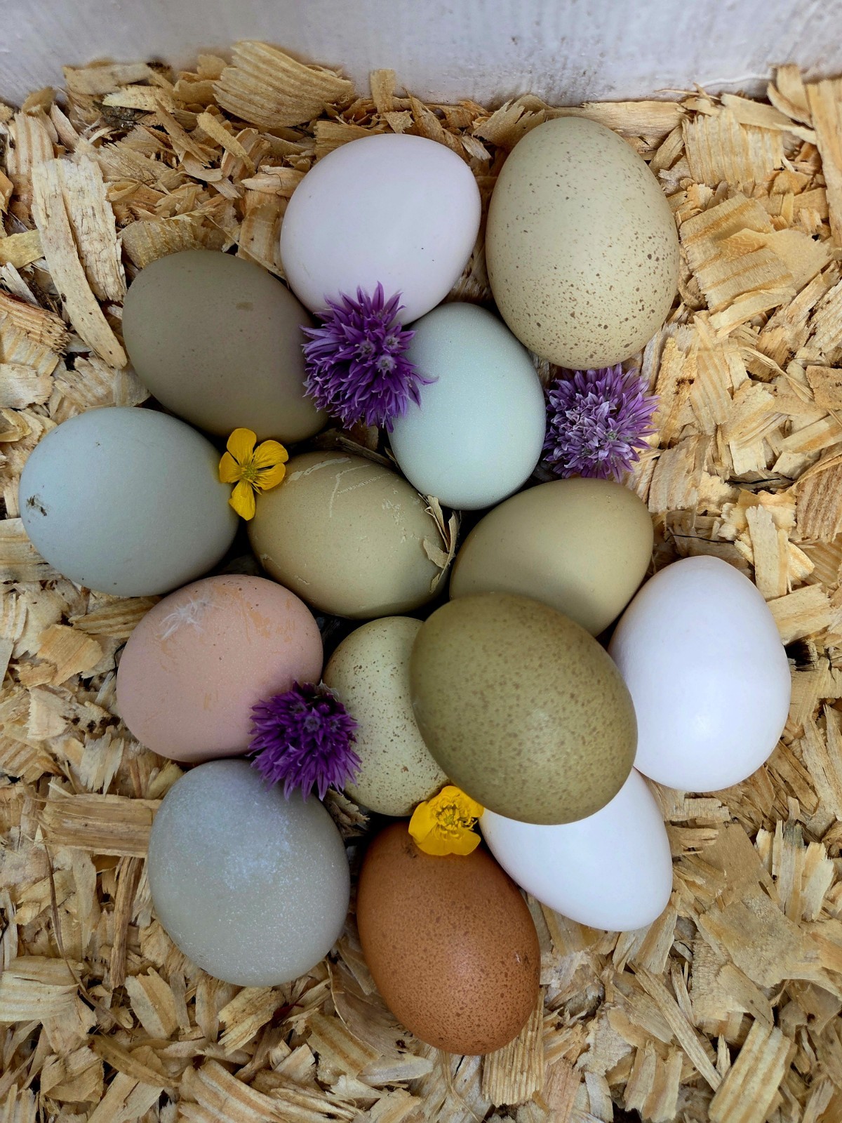One Dozen Rainbow Hatching Eggs!  Speckled, Heavy Bloom, Mint, Olive, Pink +