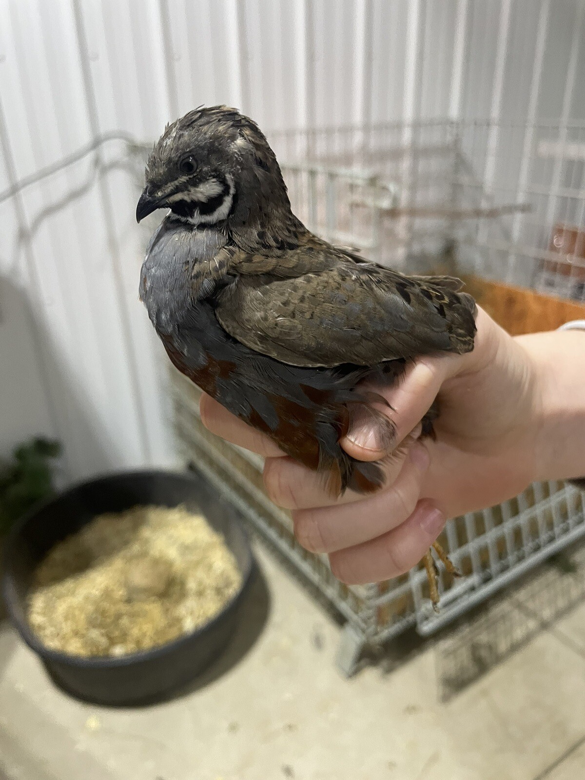 12 Fertile Button Quail Hatching Eggs