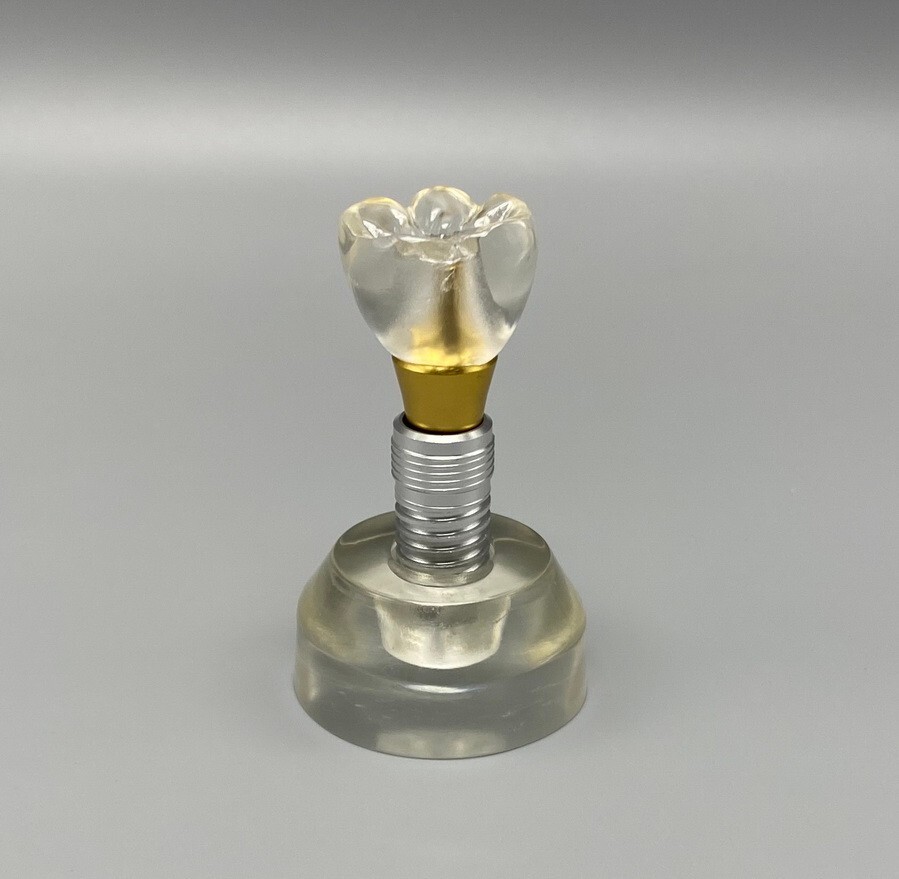 Dental Implant Teeth Model Detachable Abutment Crown Teaching Study Models Clear