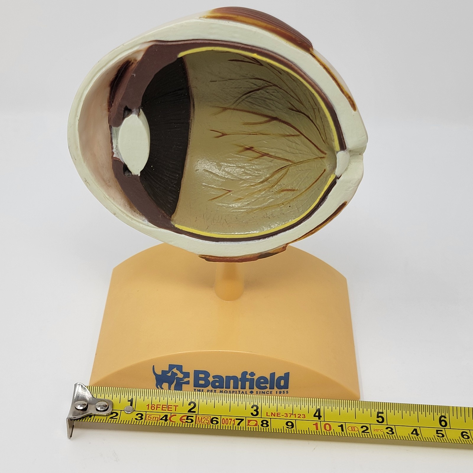 Banfield Veterinary Plastic Anatomical Model for Education - Canine Eye
